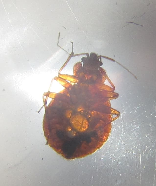 Macro photograph of an adult bed bug (Cimex lectularius)