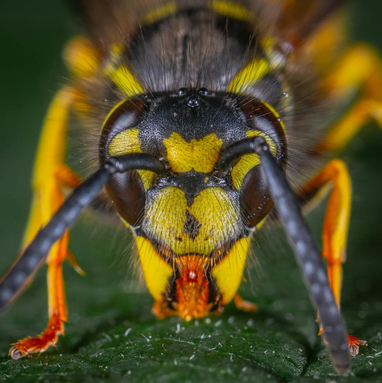 Macro photograph of a wasp (Vespidae)
