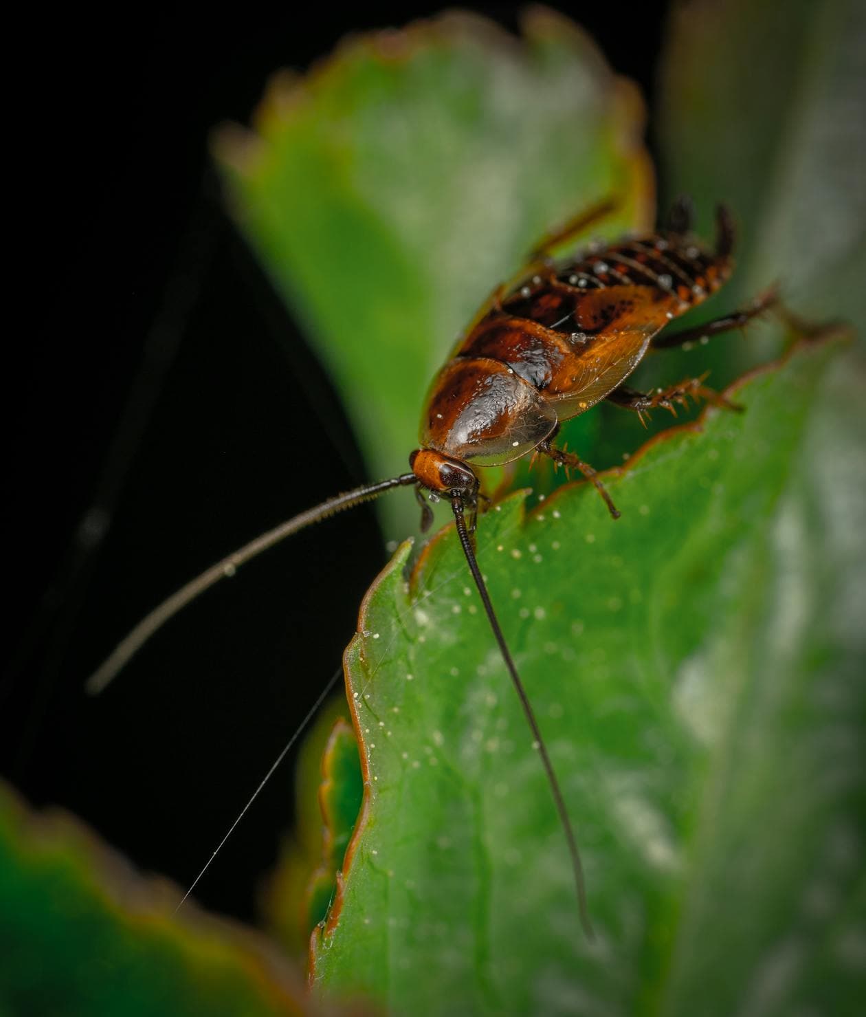 Macro photograph of a German cockroach (Blattella germanica)