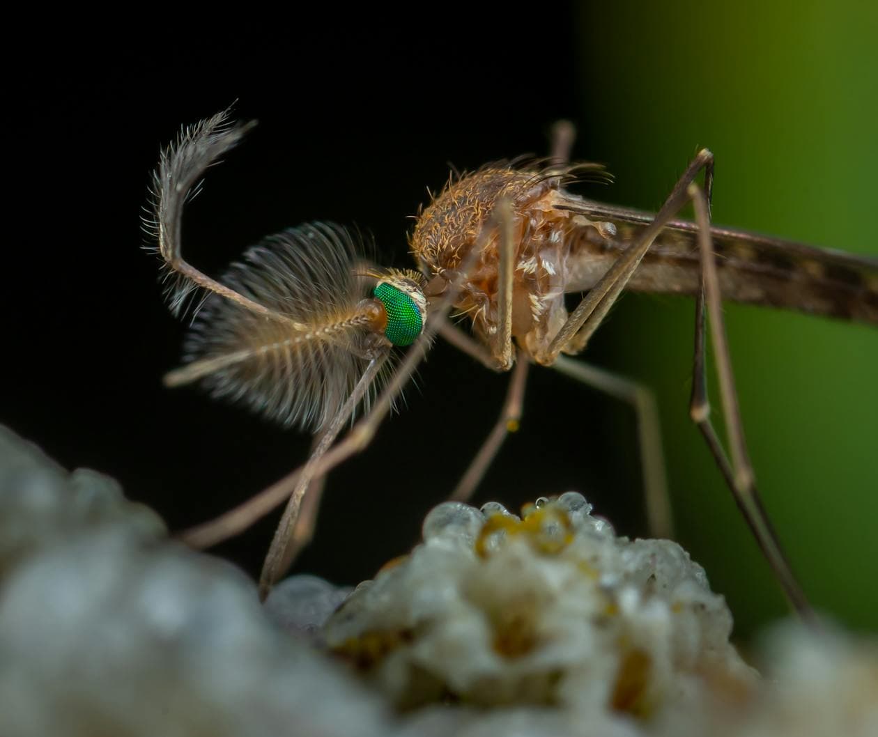 Close-up macro photograph of an Aedes aegypti mosquito