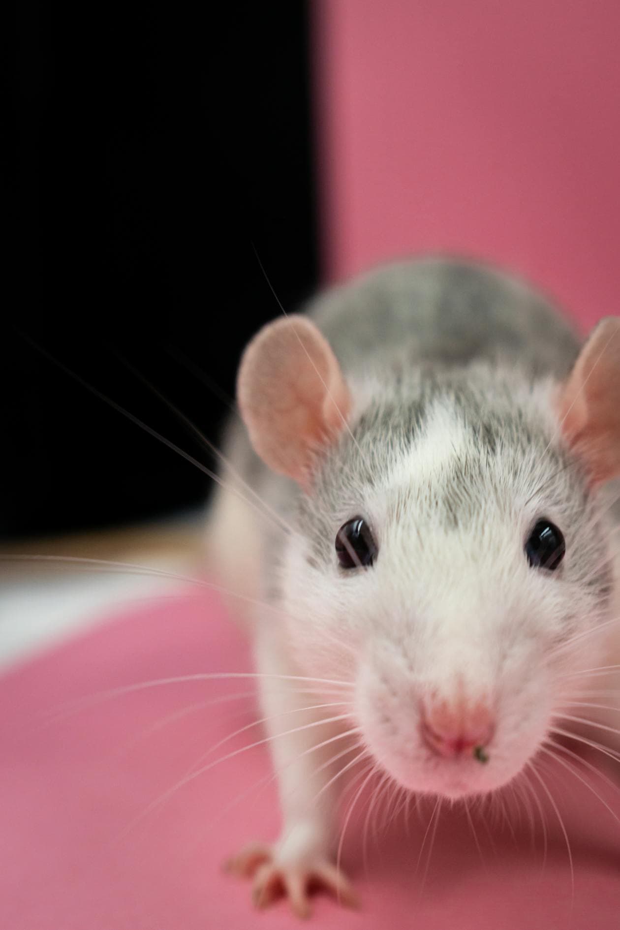 Close-up photograph of a Norway rat (Rattus norvegicus)