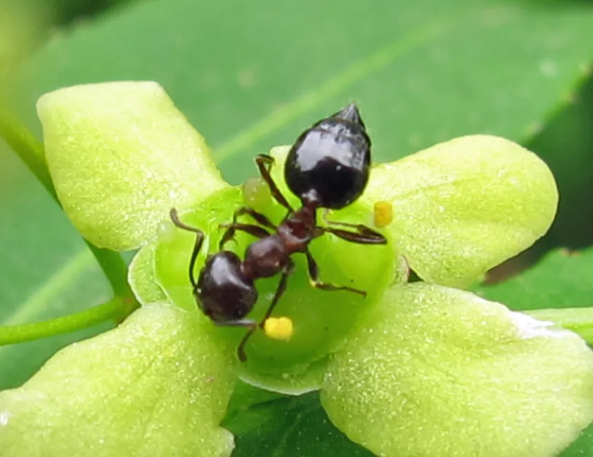 Acrobat ant (Crematogaster cerasi, an acrobat ant species) raising its distinctive heart-shaped abdomen over its body