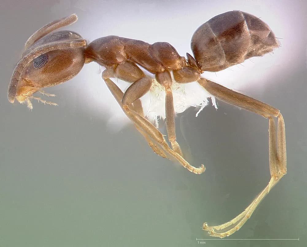 Argentine ant (Linepithema humile) specimen in profile — a light to dark brown ant with a single pointed waist node