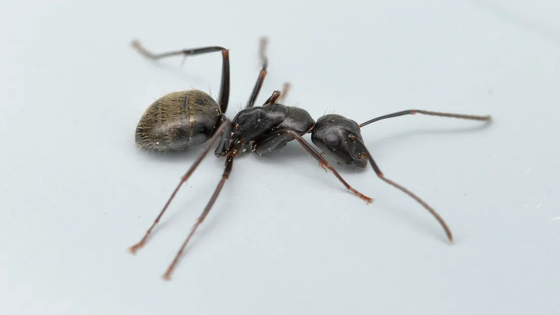 Carpenter ant (Camponotus pennsylvanicus) in profile — a large black ant with a single waist node and an evenly rounded thorax