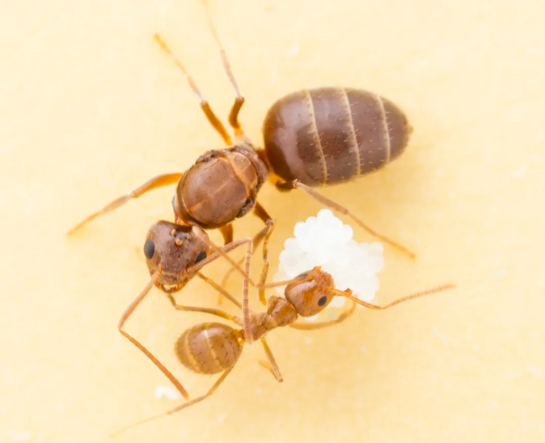 Tawny crazy ants (Nylanderia fulva, a crazy ant species) — reddish-amber ants with long legs and antennae