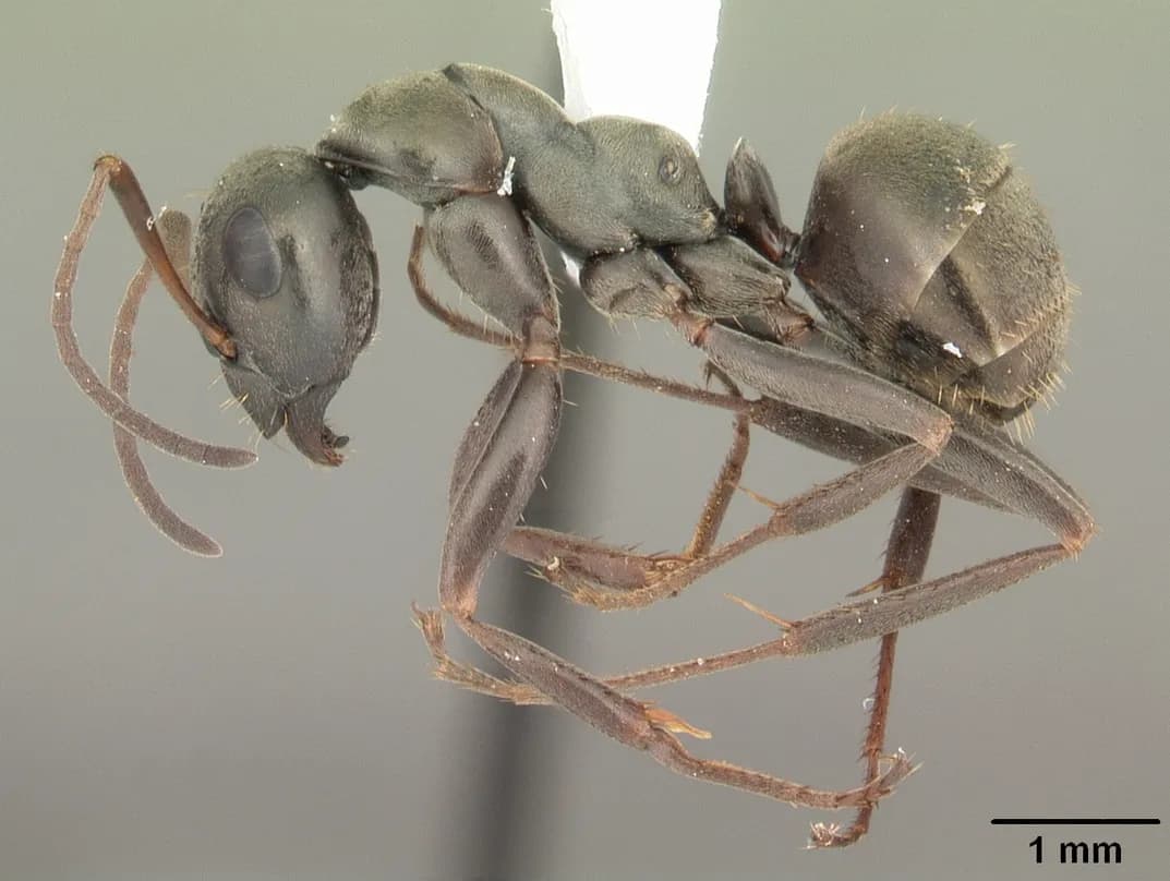 Field ant (Formica subsericea, a Formica field-ant species) specimen in profile — a single-node ant with a notched thorax profile