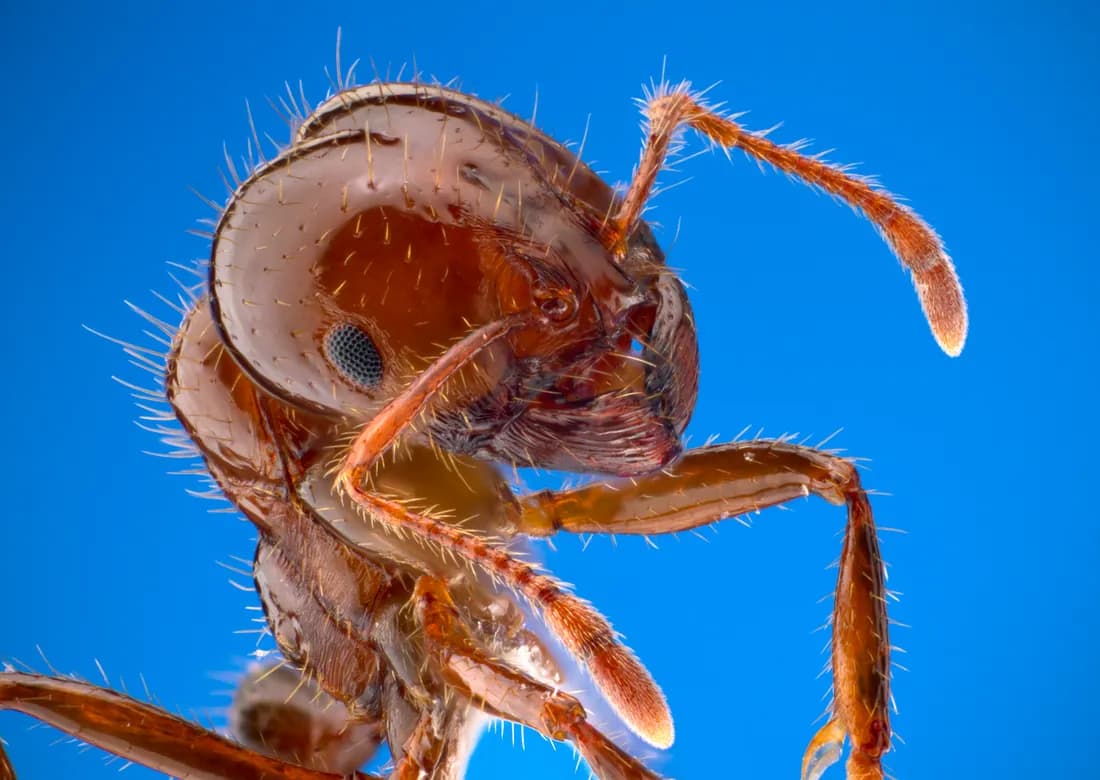 Red imported fire ant (Solenopsis invicta) worker — reddish to reddish-brown head and body