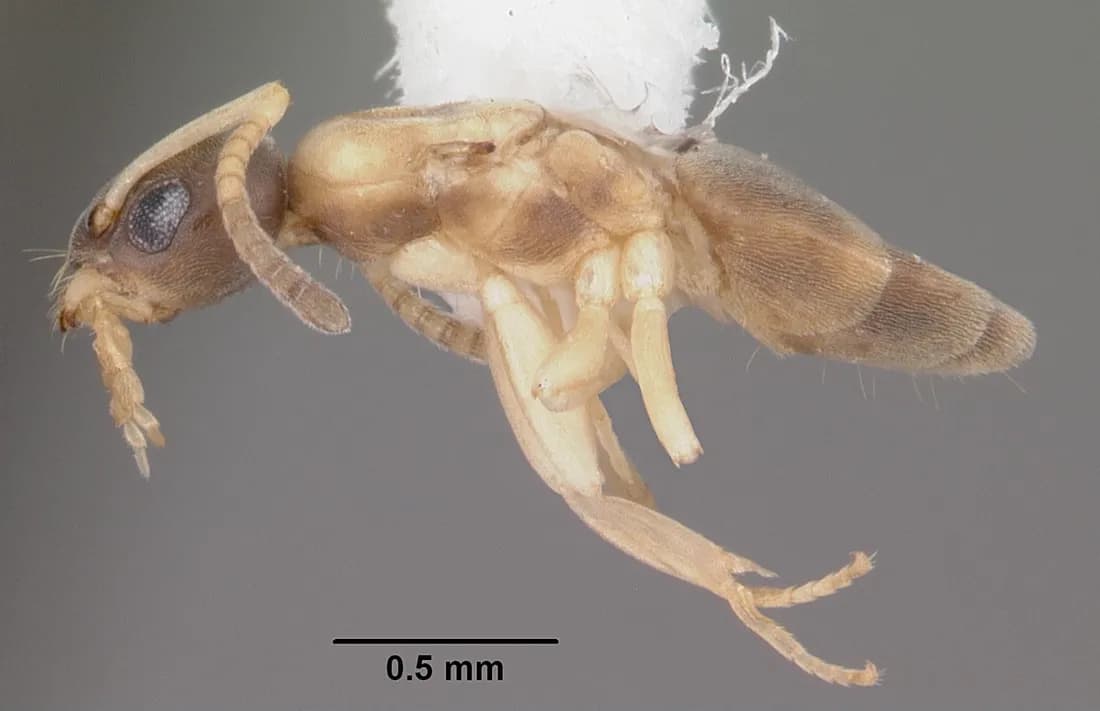Ghost ant (Tapinoma melanocephalum) specimen in profile — a tiny ant with a dark head and thorax and a pale, translucent abdomen and legs