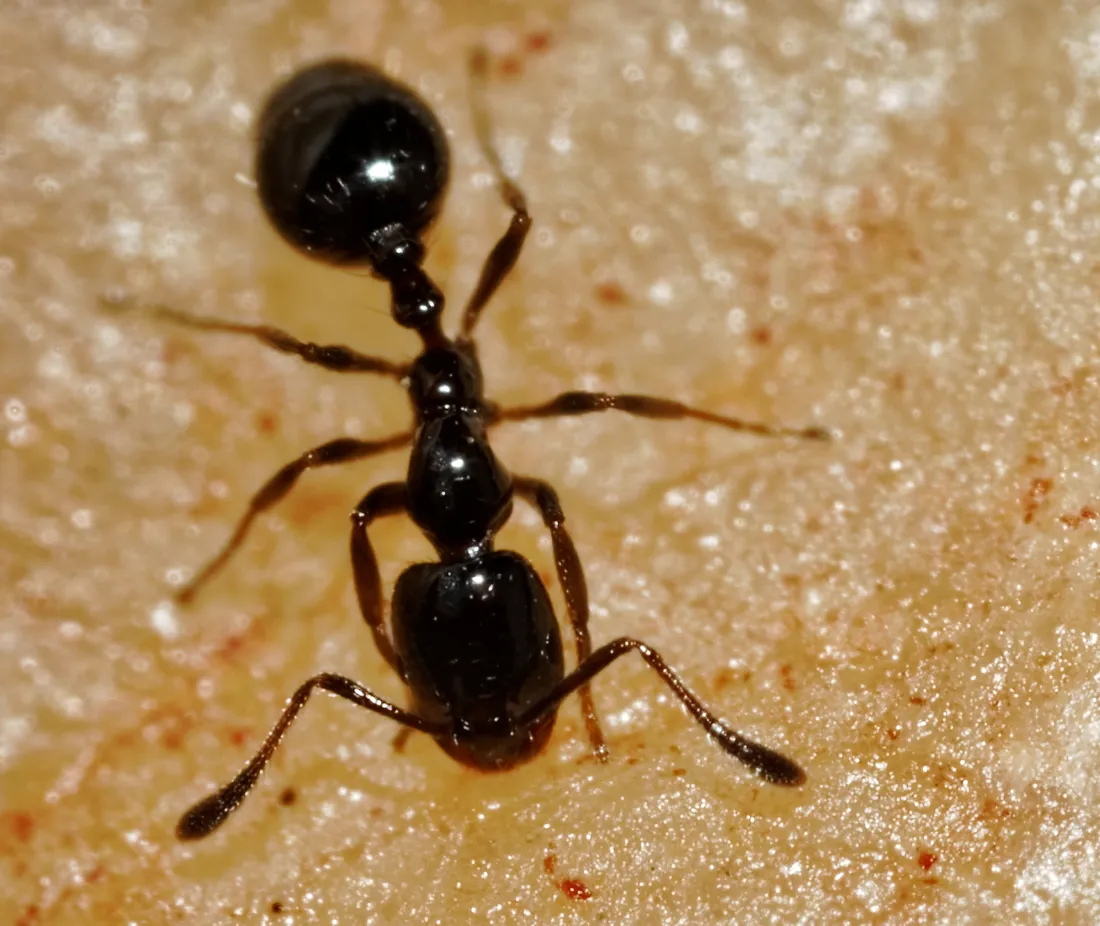 Little black ant (Monomorium minimum) foraging — a very small, uniformly dark brown to black ant