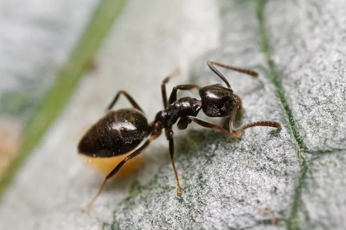 Odorous house ant (Tapinoma sessile) — a small, uniform dark brown to black ant with a single hidden waist node
