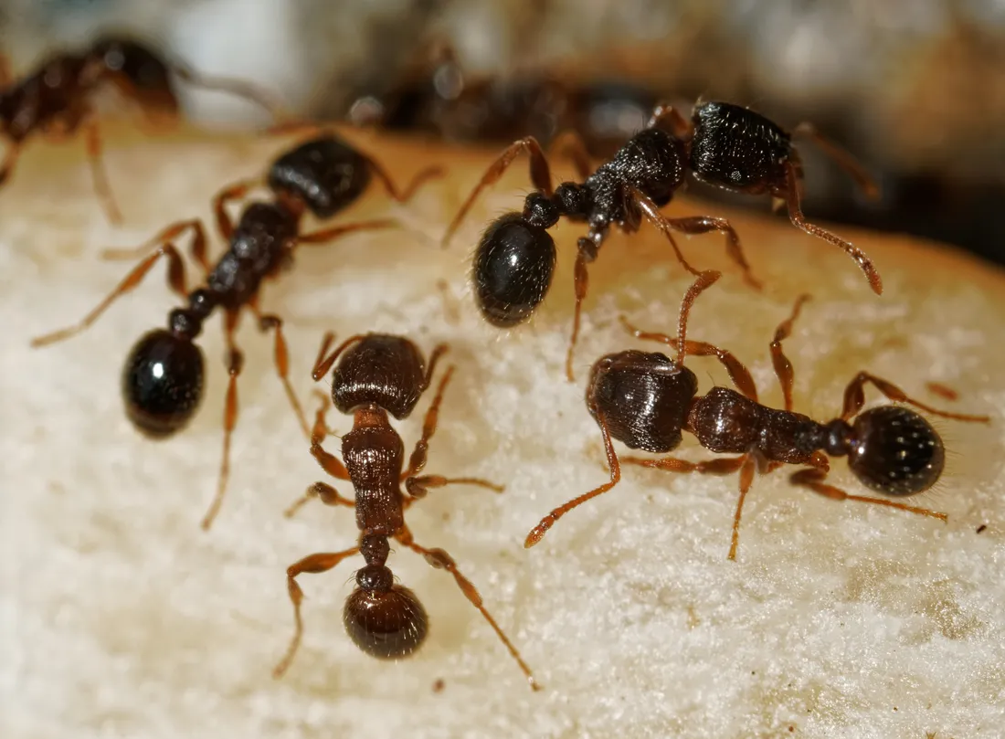 Pavement ants (Tetramorium immigrans) — reddish-brown to black ants with two waist nodes and grooved heads and thoraxes