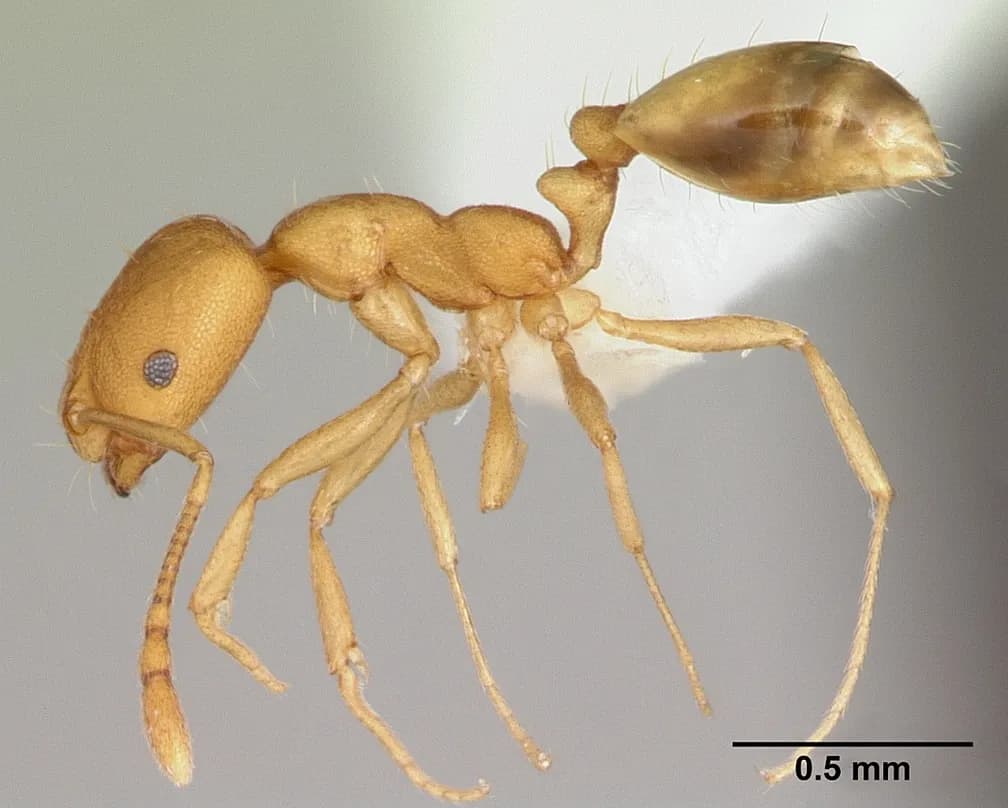 Pharaoh ant (Monomorium pharaonis) specimen in profile — a tiny pale yellow ant with a two-segmented waist
