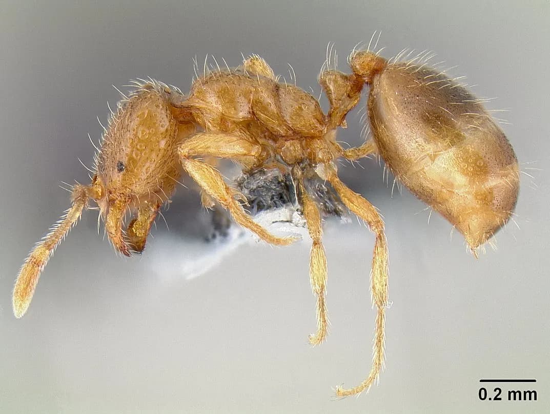 Thief ant (Solenopsis molesta) specimen in profile — among the smallest house ants, yellowish to light brown with a two-node waist