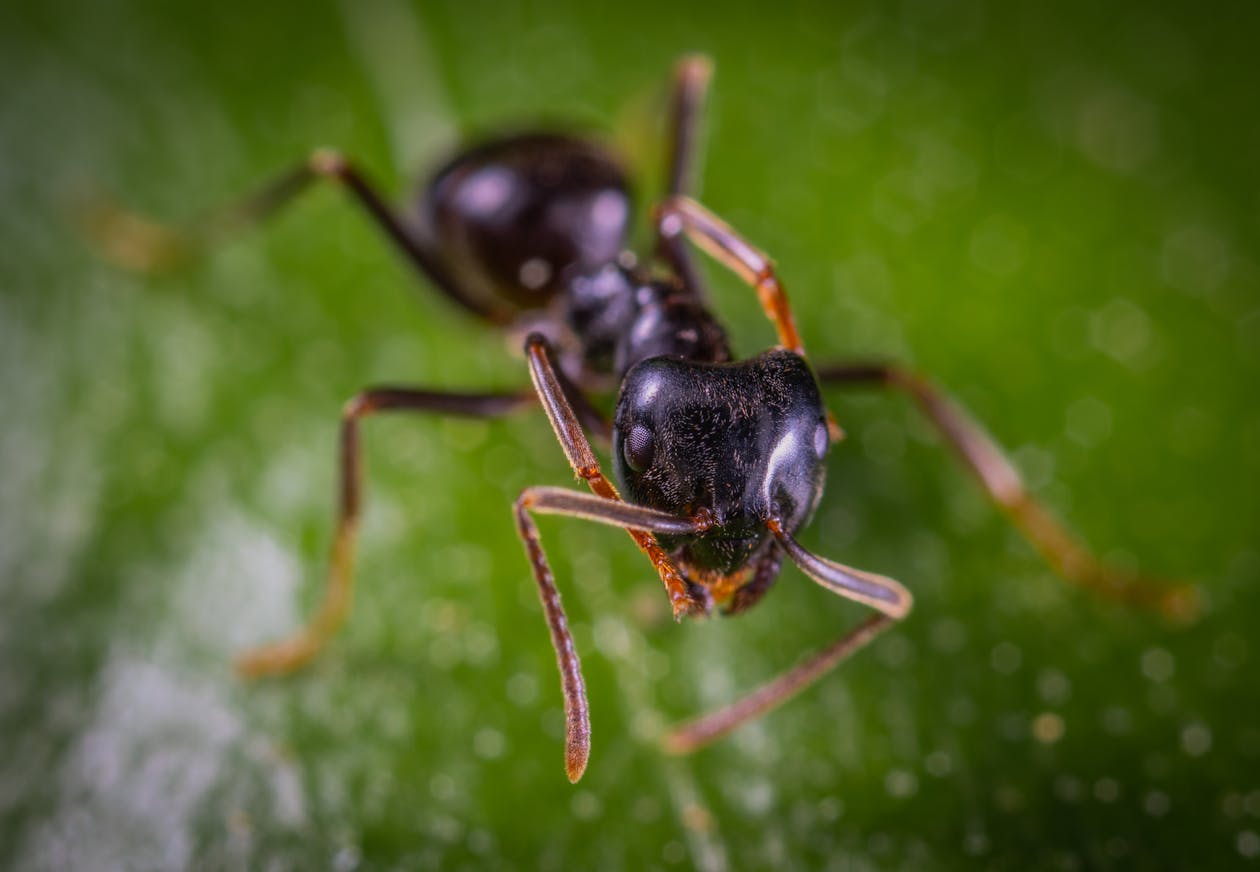 Close-up photograph of a worker ant (Formicidae)