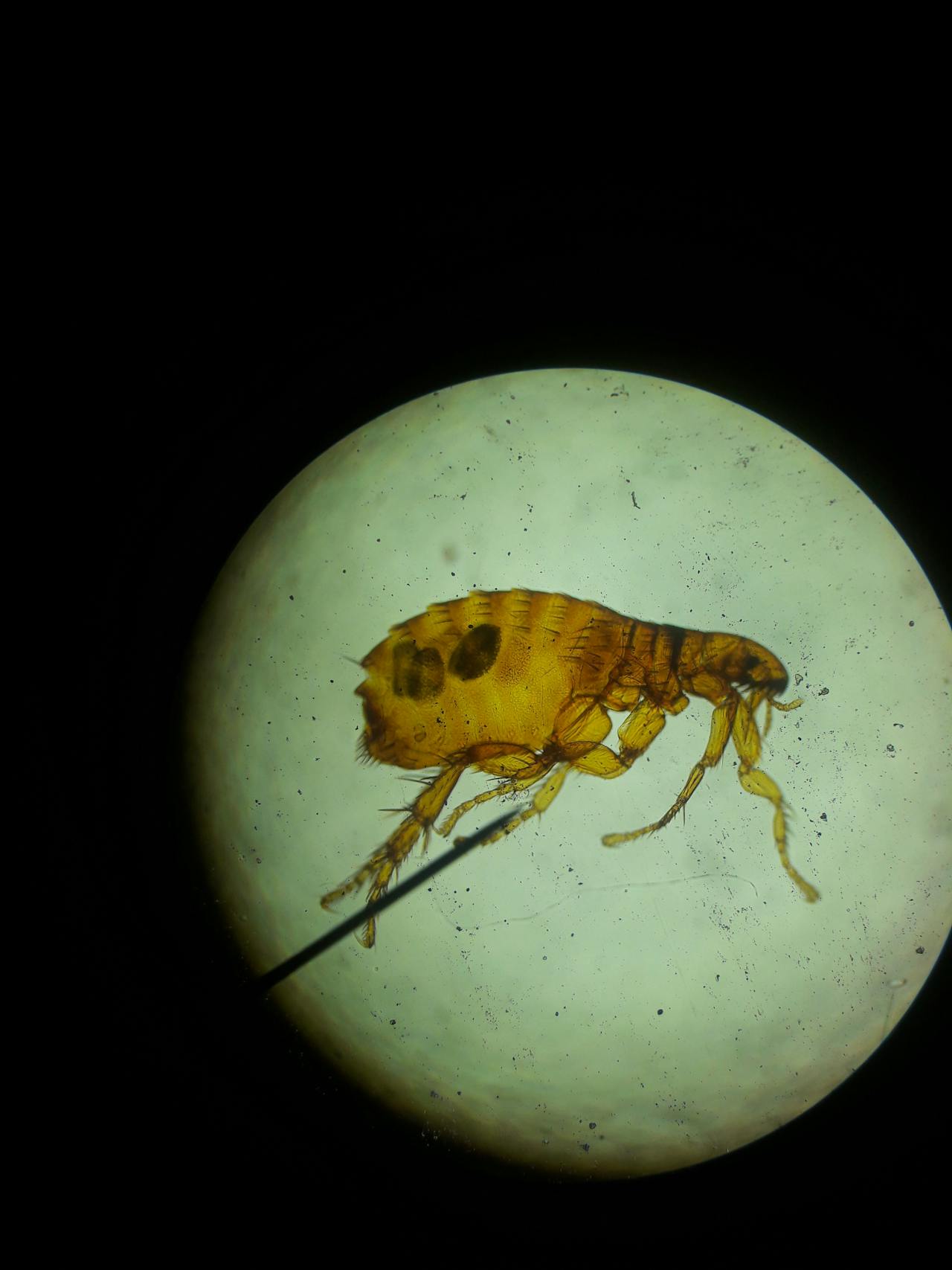 Macro photograph of a flea under microscope