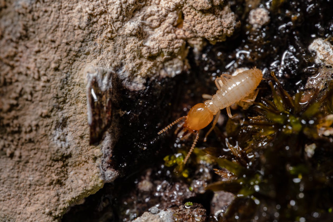 Macro photograph of a subterranean termite (Reticulitermes)